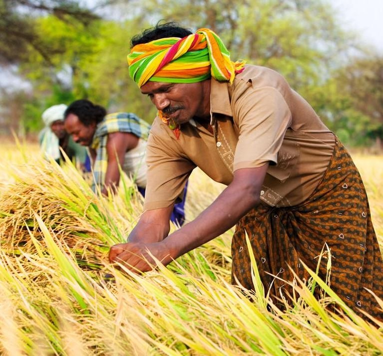 Rice farmer in India during harvest