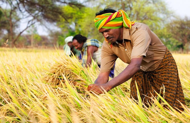 Indian rice farmer in field during harvest.jpg