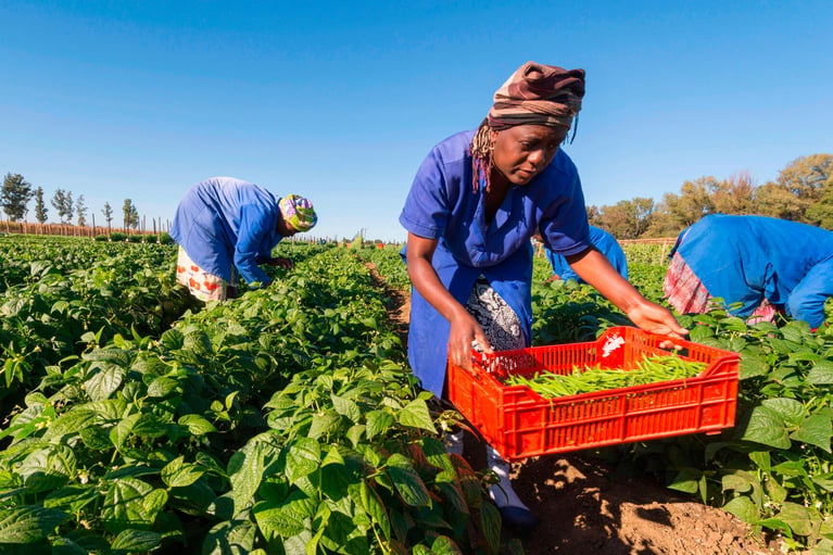 smallholders harvesting beans 1