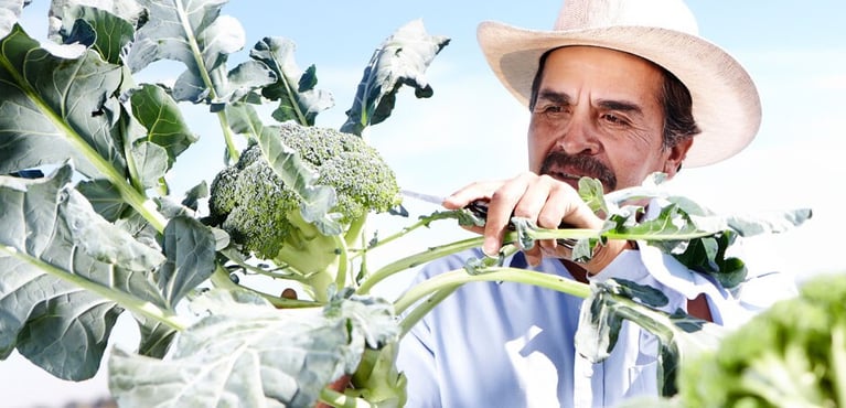 fornecedores alimentos sustentaveis