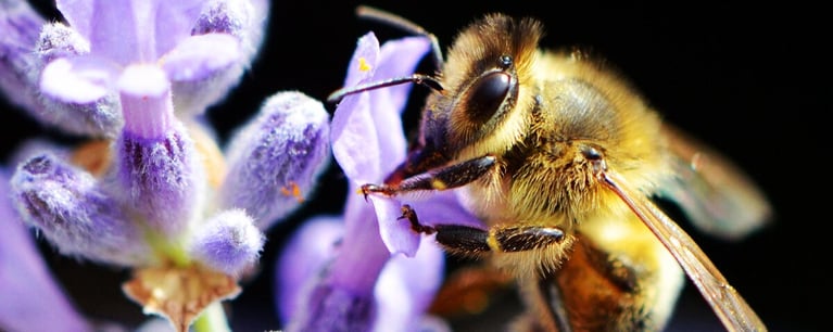 bee-flower.png