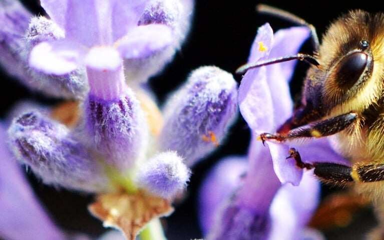 bee-flower.png