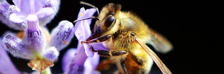 bee-flower.png