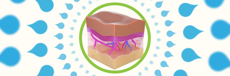 Illustration of skin layers highlighting the skin’s protective barrier, hydration and its role in maintaining overall skin health.
