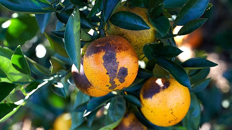 bild-01_citrus_florida_1397-b.jpg