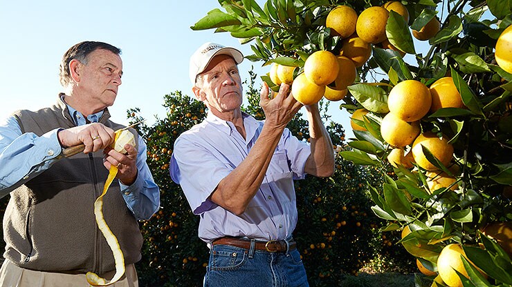 bild-1_citrus_florida_1367-b.jpg