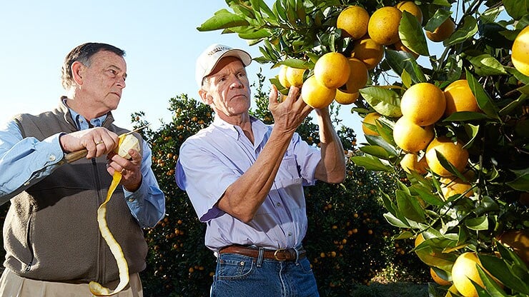 bild-1_citrus_florida_1367-b.jpg