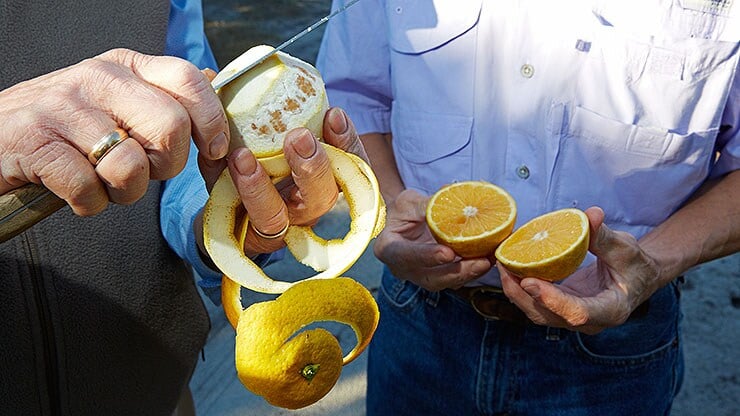 bild-2_citrus_florida_1107-b.jpg