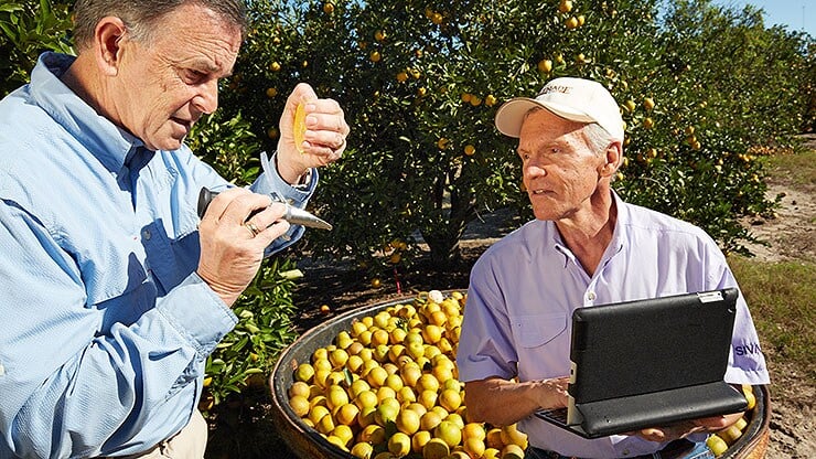 bild-3_citrus_florida_1075-b.jpg