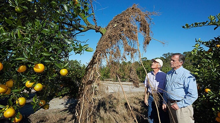 bild-5_citrus_florida_0617-b.jpg