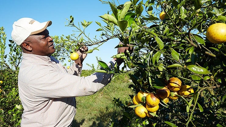 bild-7_citrus_florida_1137-b.jpg