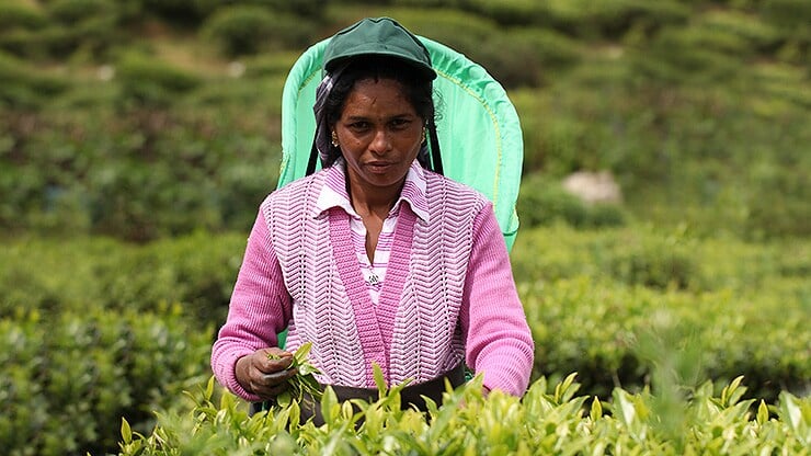 bild6_sri_lanka_galerie_05_740x416.jpg