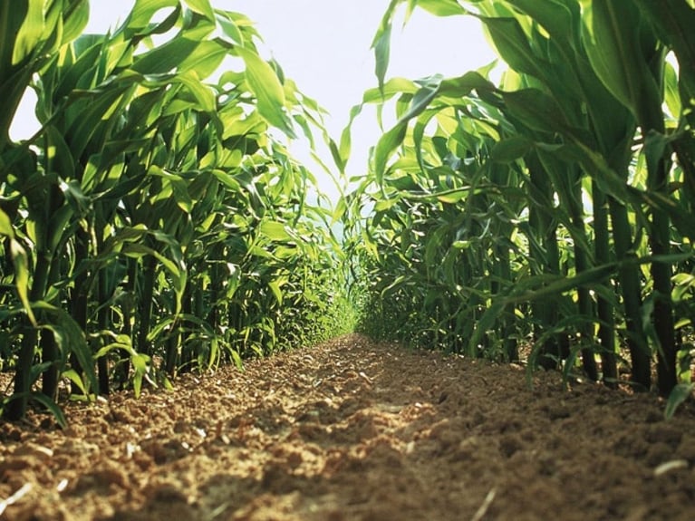 biological-seed-treatments_720x480 (1)_0.jpg