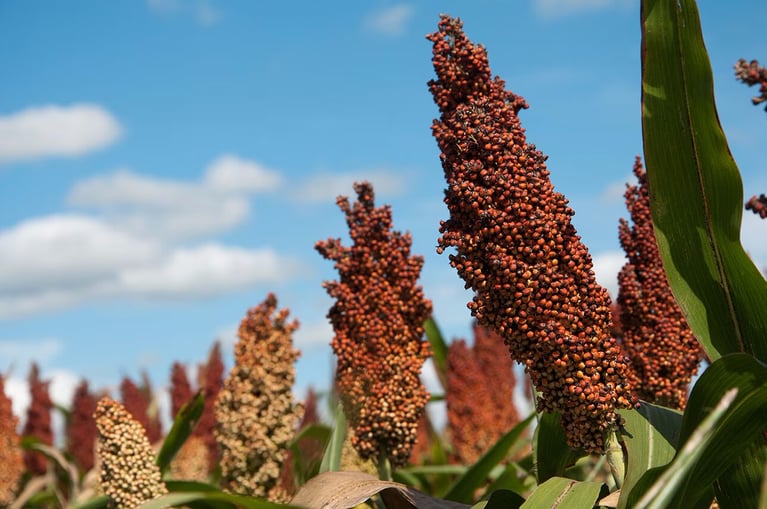 botanical-natural-products-1.png