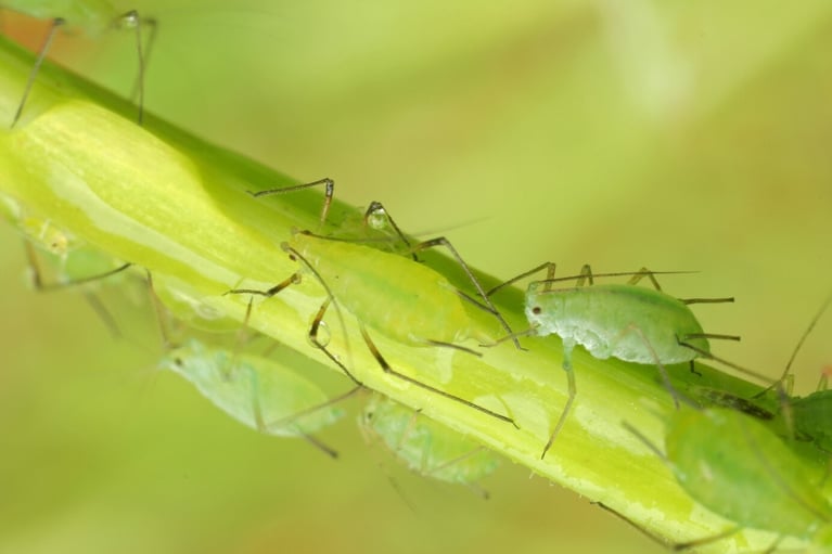 bugs-on-plant.jpg
