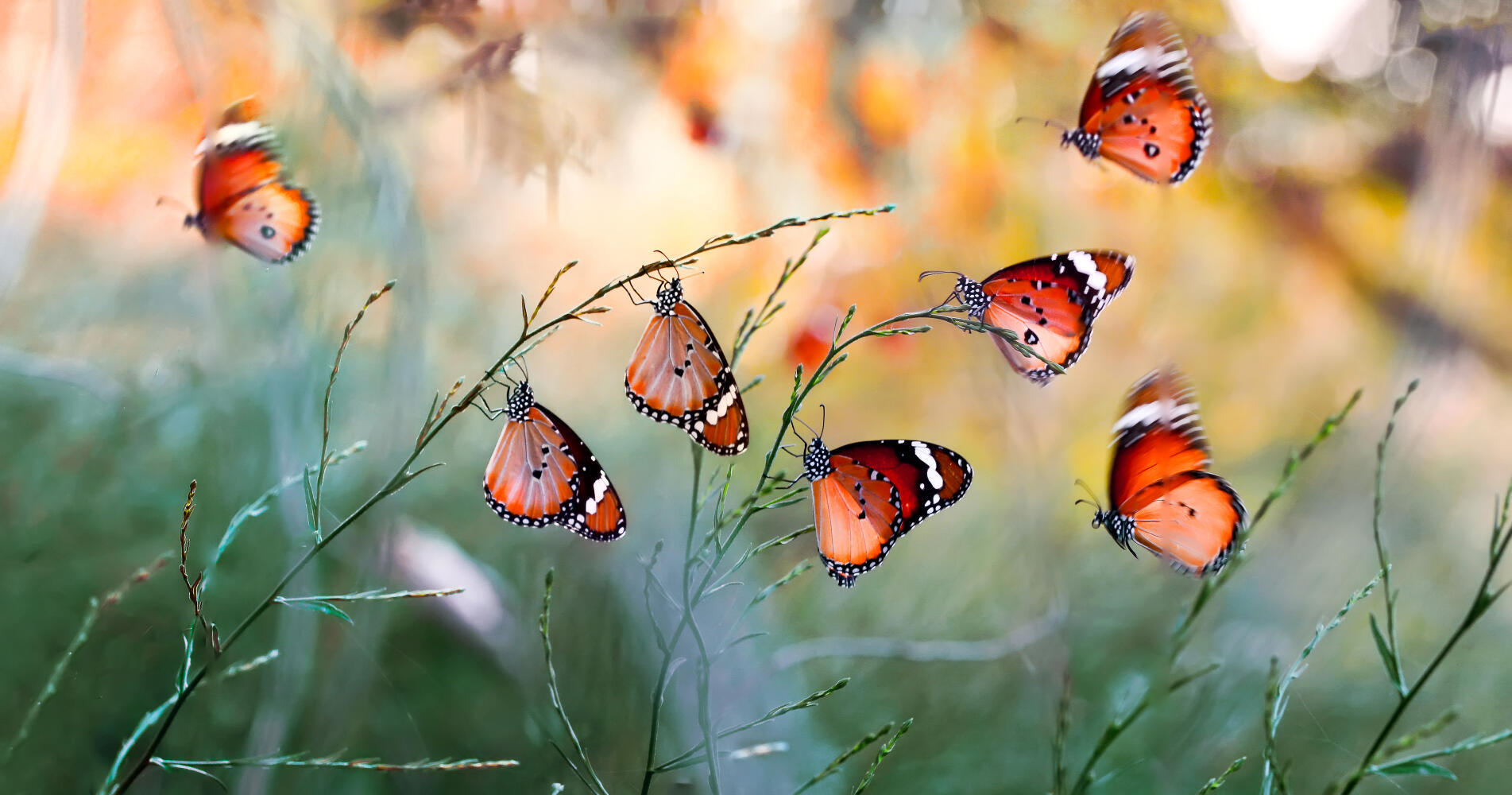 butterflies.jpg