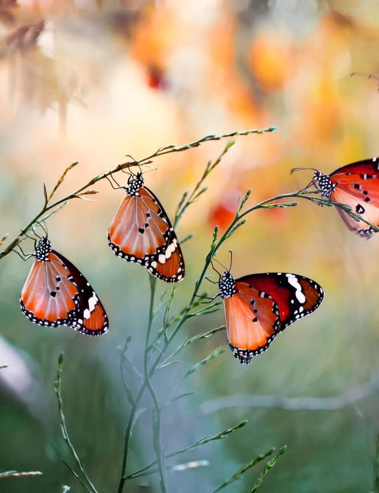 butterflies.jpg