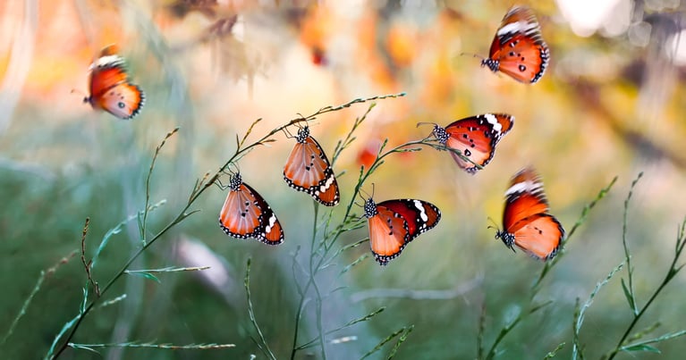 butterflies.jpg