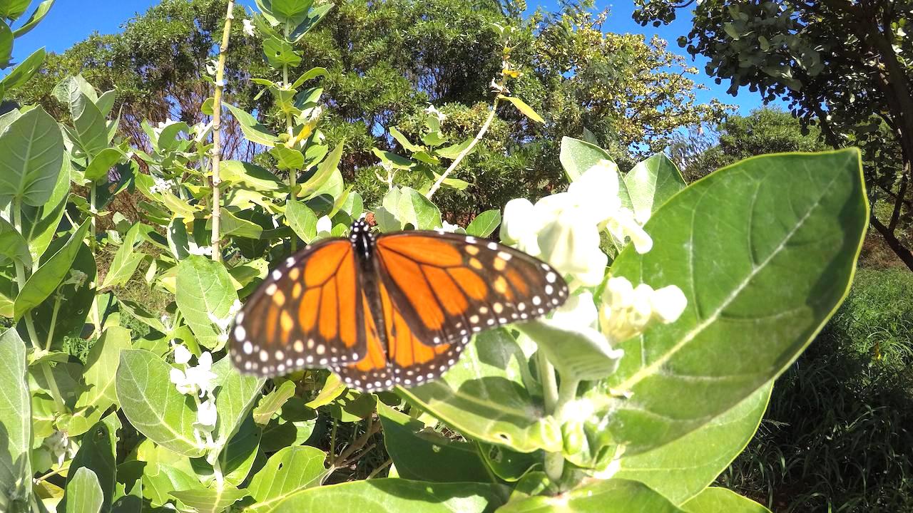 butterfly.jpeg