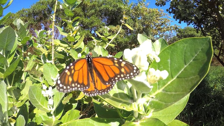 butterfly.jpeg