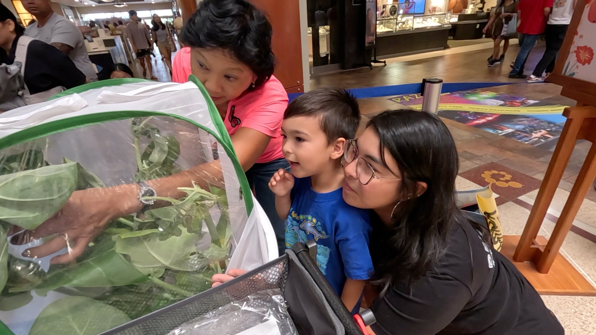 Pearlridge Butterfly