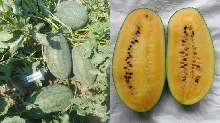 Bayer s new yellow watermelon 1280X720