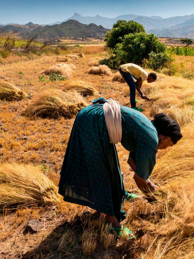 smallholder_havesting_grain_crop.jpg