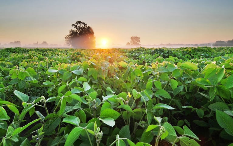 soybean field