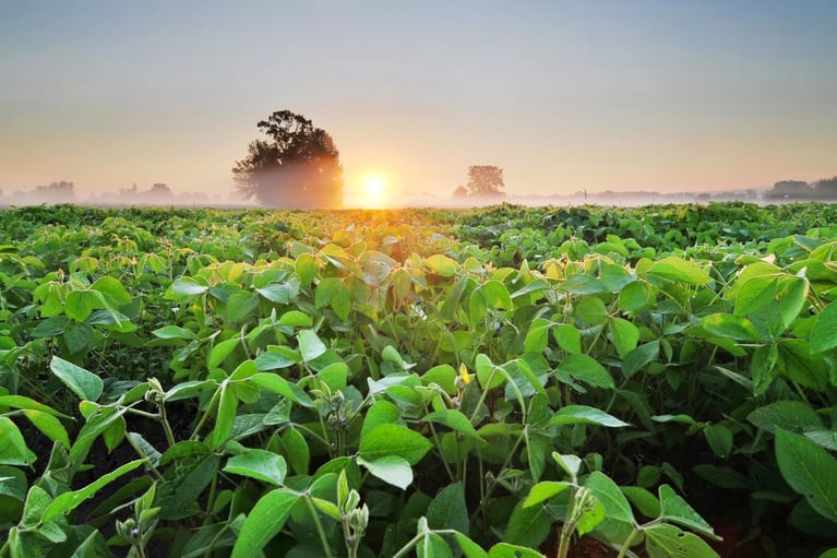 soybean field at sunrise 2