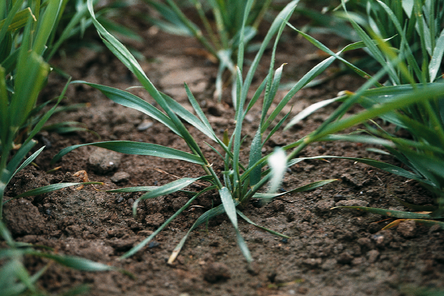Close up of Plant.png