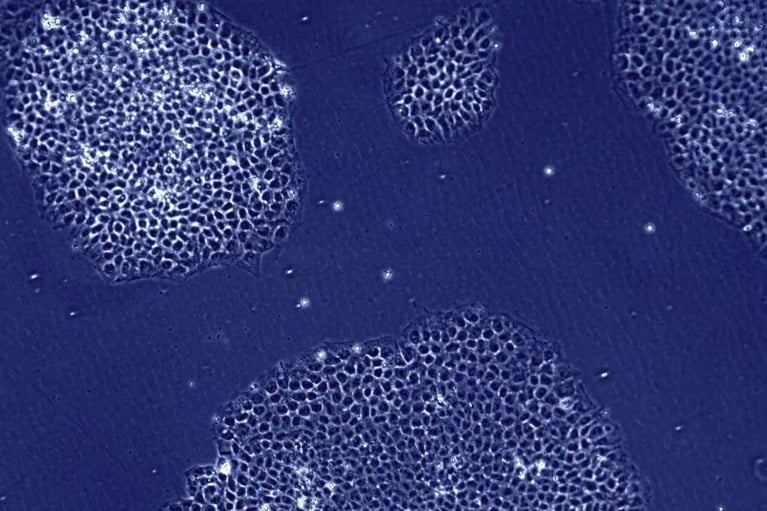 human cells under microscope hero