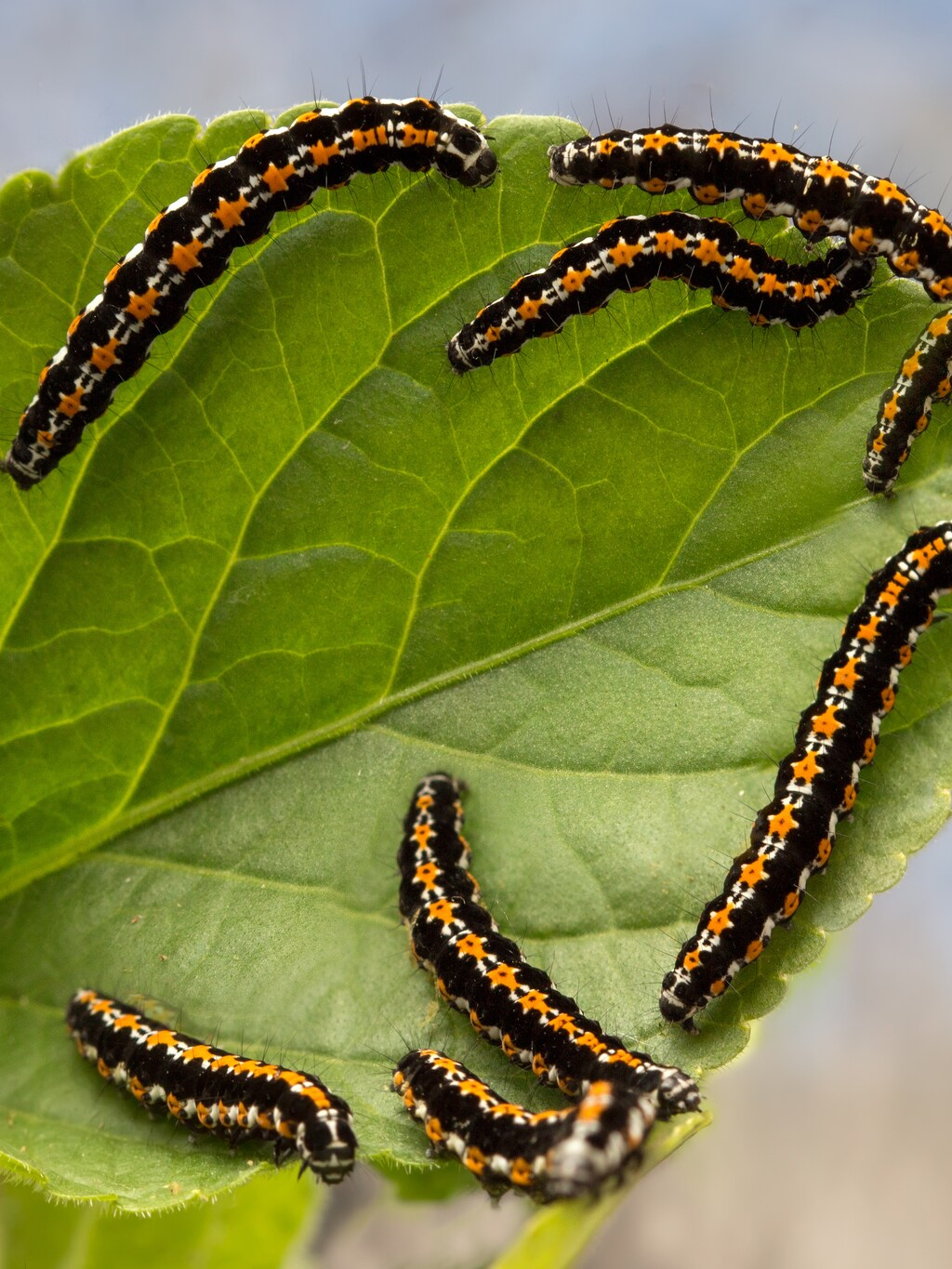 caterpillars on a leaf