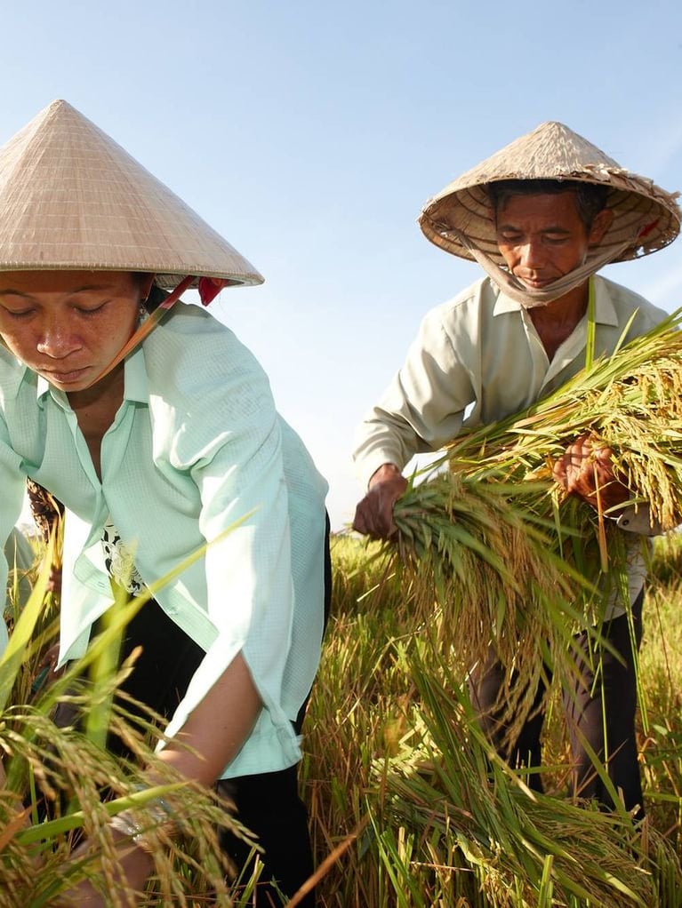 Rice cultivation 6