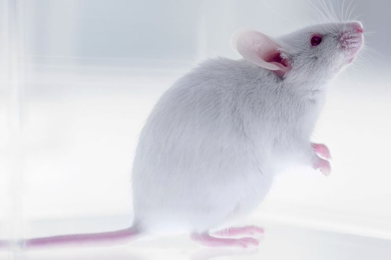 Mouse