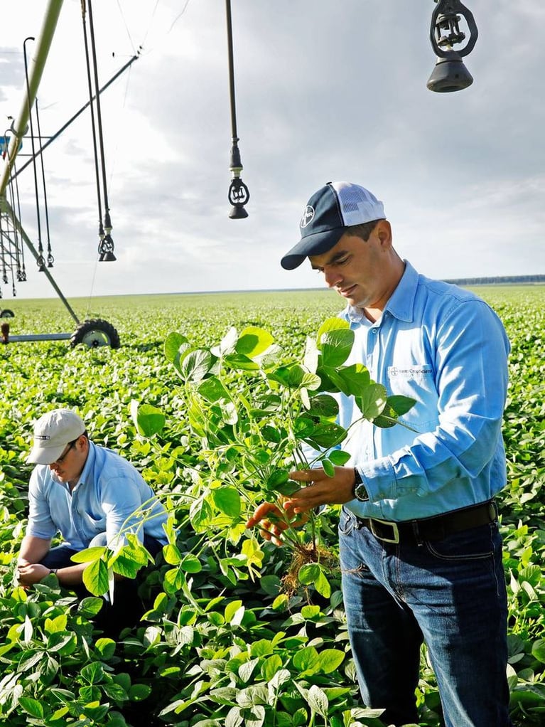Soybean experts in a field 2