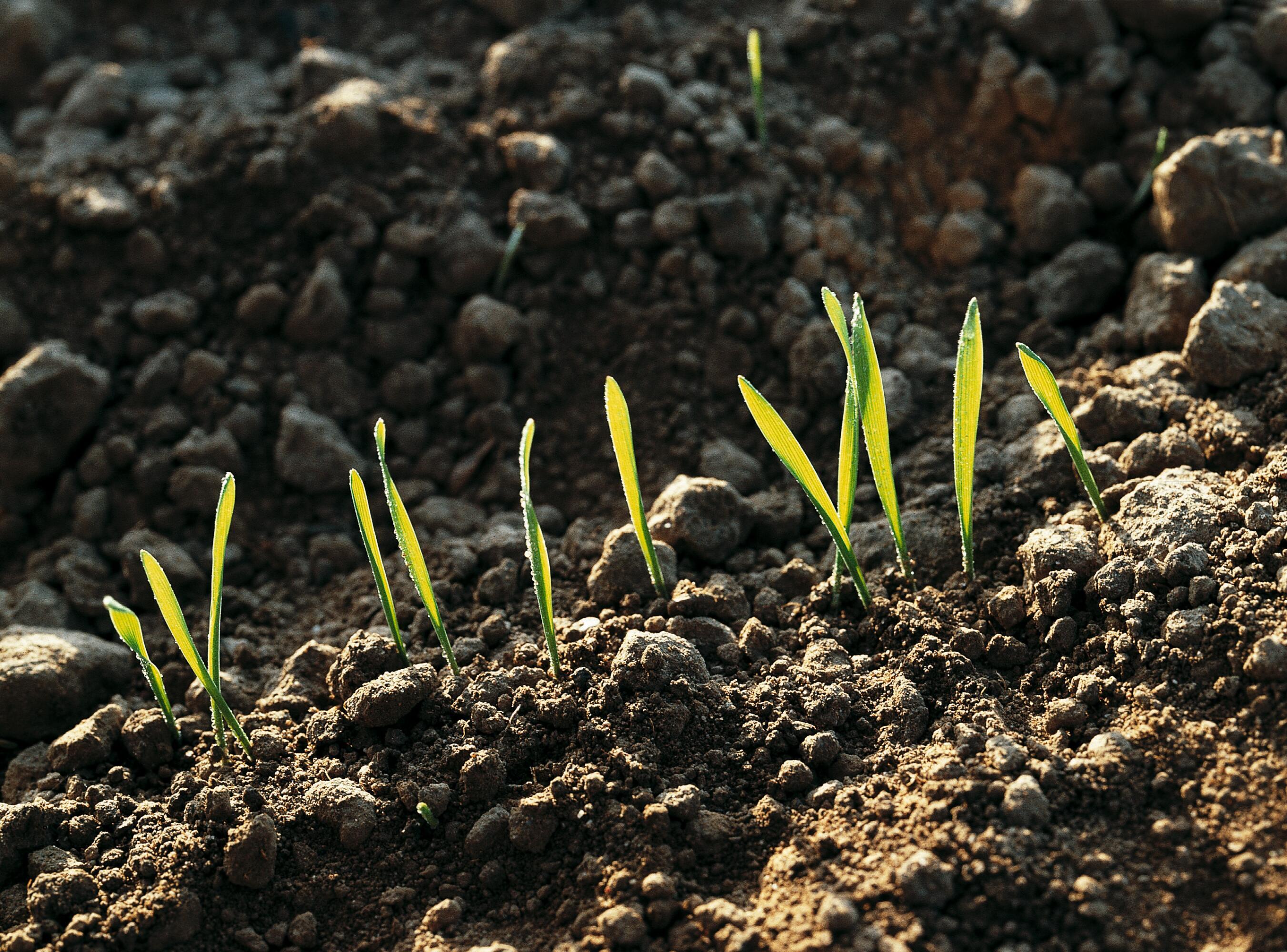 Saplings-plants.jpg