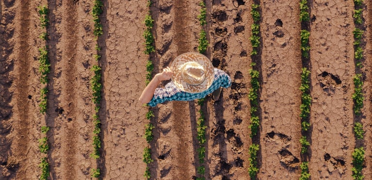Agricultor en campo de cultivo seco con hileras de plantas, producción agrícola de pequeños productores para la seguridad alimentaria.