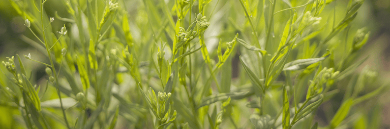 camelina-close-up.png