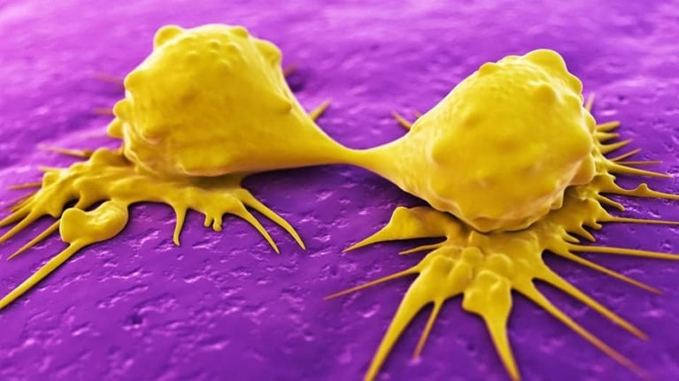 Cancer cells dividing 0 1