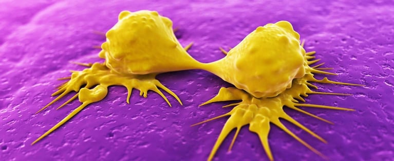Cancer cells dividing_1.jpg