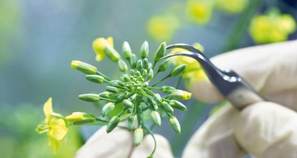 Canola_flower_2_0.jpg