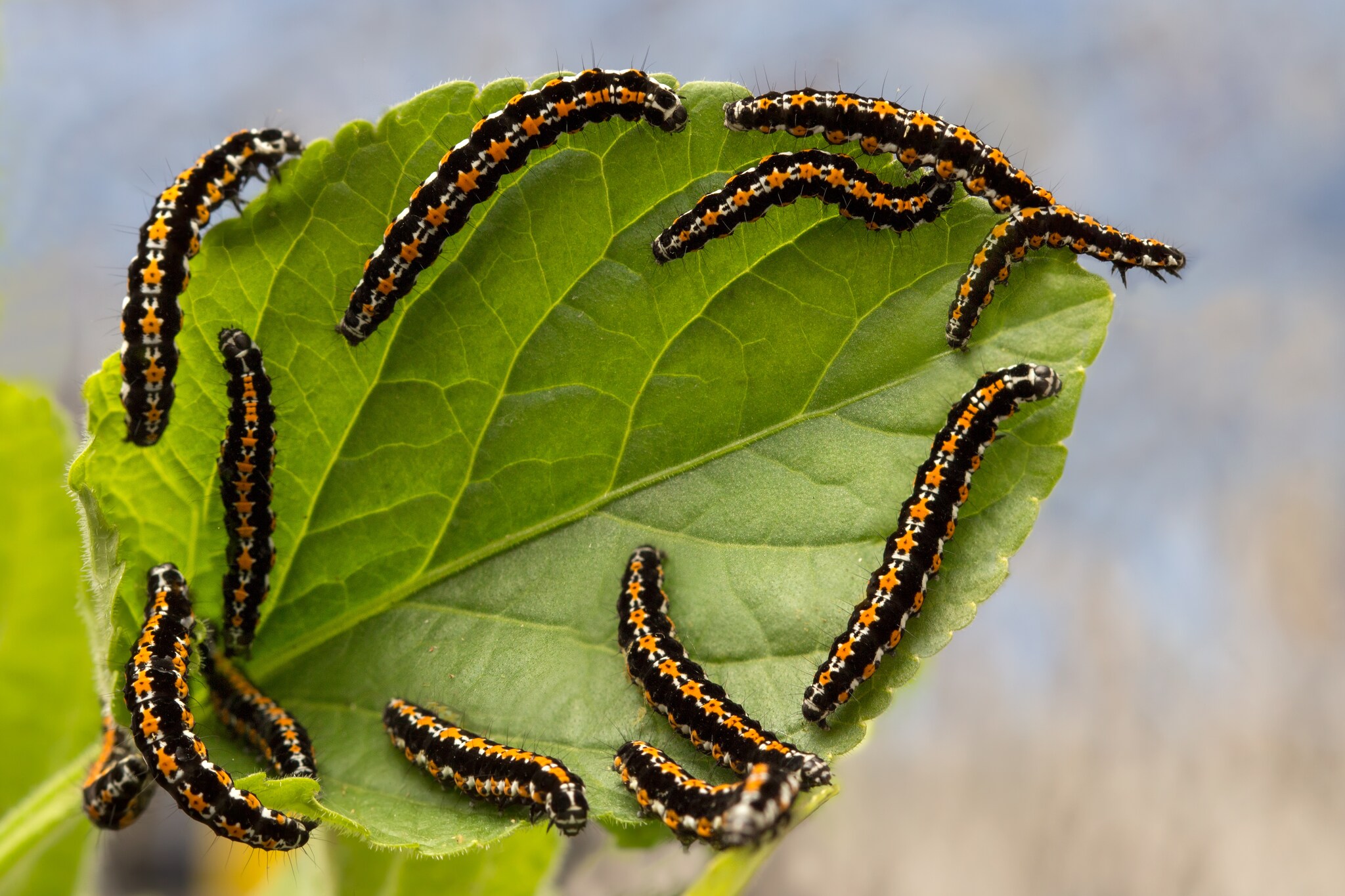 caterpillars on a leaf 4