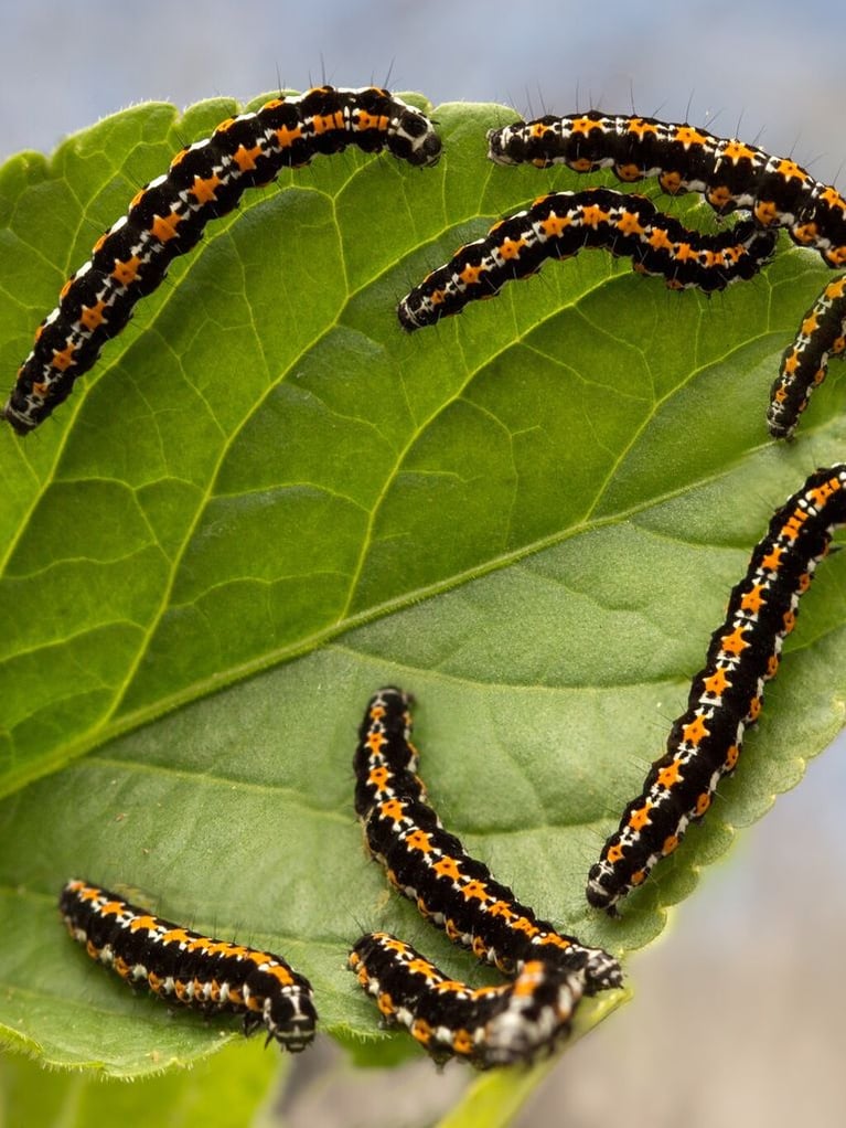 caterpillars on a leaf 4