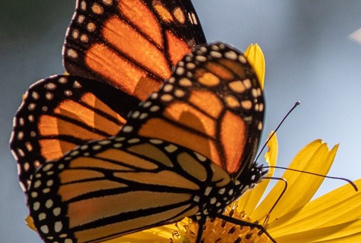 fpreserving biodiversity header biodiversity pages 1440x480
