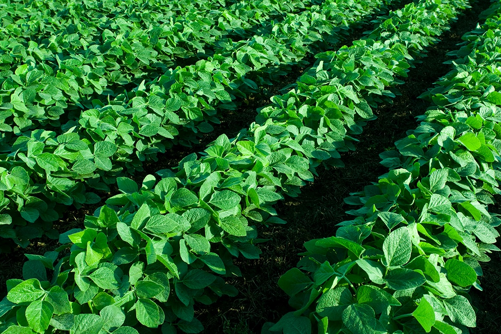 soybean field 2