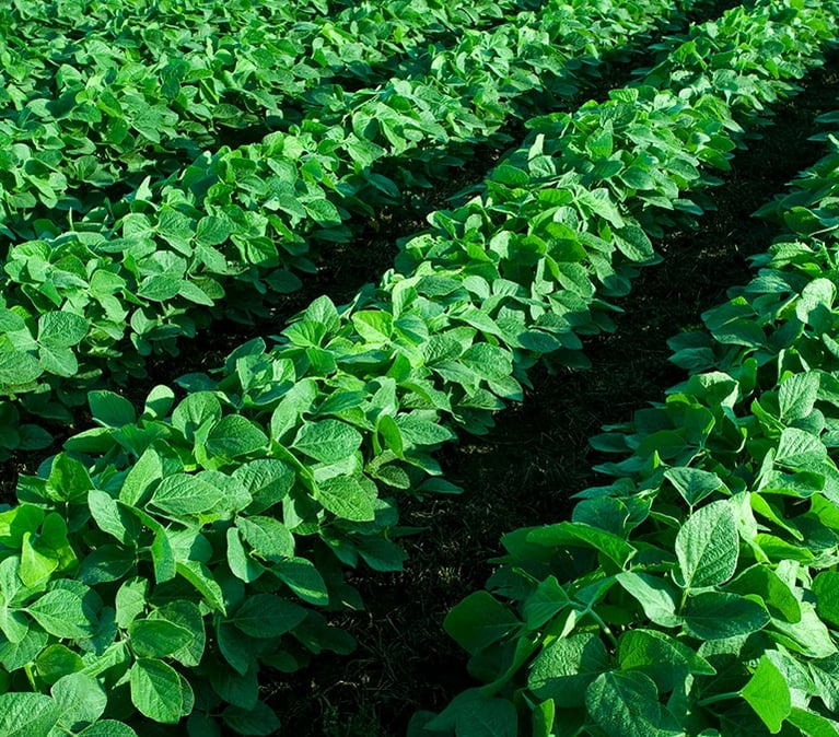 soybean field 2