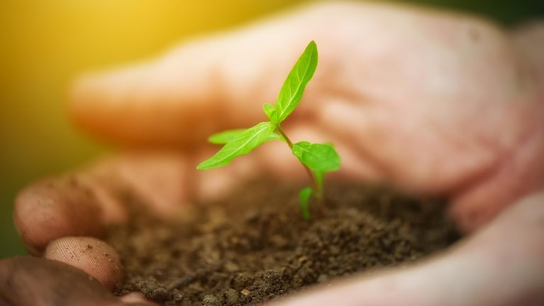 hands holding soil with sprout