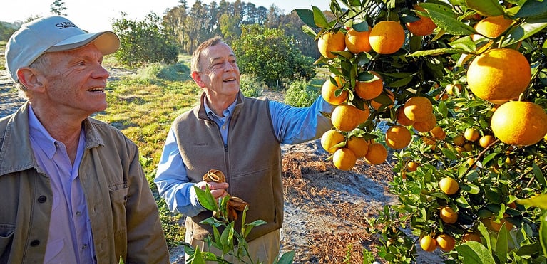 citrus-florida-aufmacher-heromotiv-1440x698.jpg