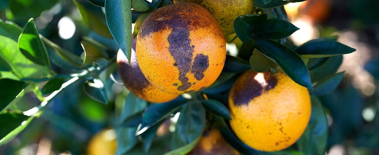 Citrus Greening Damage_Jumbotron_1440x590.jpg