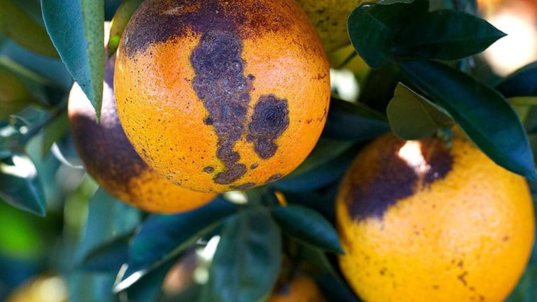 citrus-greening.jpg